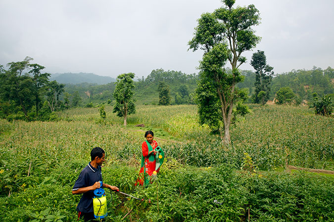 Chandra Kala Thapa along with her husband Bir Bahadur Thapa work in their fields near Chatiune Village in Sindhuli Disrict, Nepal. Photo: UN Women/Narendra Shrestha