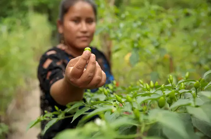 Elena Sam Pec lives in Puente Viejo, Guatemala, and participates in a joint programme by UN Women, the World Food Programme, Food and Agriculture Organization of the United Nations, and the International Fund for Agricultural Development, which is empowering more than 1,600 rural women to become economically self-reliant. 