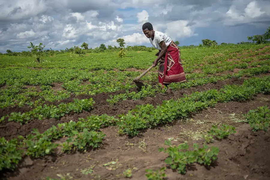 UN Women uses funds from Standard Bank to increase women’s agricultural productivity using climate smart techniques like double row planting and providing early weather information. Photo: UN Women/Bennie Khanyizira