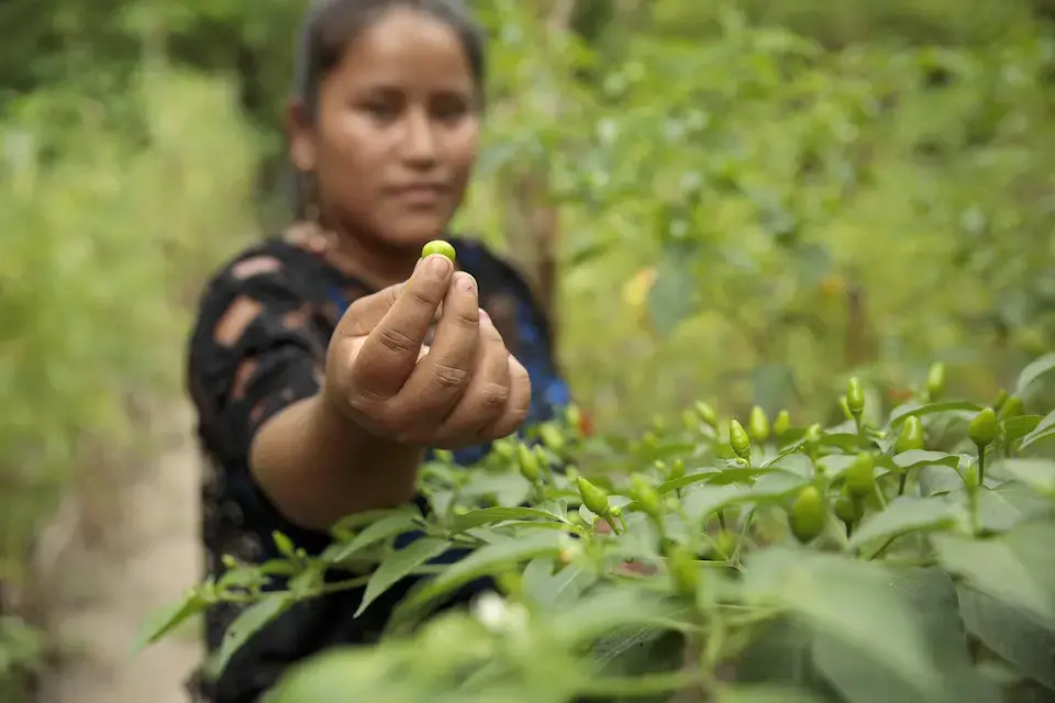 Elena Sam Pec vit à Puente Viejo, une communauté autochtone principalement agraire du Guatemala. Les femmes du village participent à un programme conjoint des Nations Unies grâce auquel elles peuvent se procurer des semences et des engrais et recevoir une formation agricole, ce qui permet ainsi à plus de 1 600 femmes rurales de devenir économiquement autonomes.